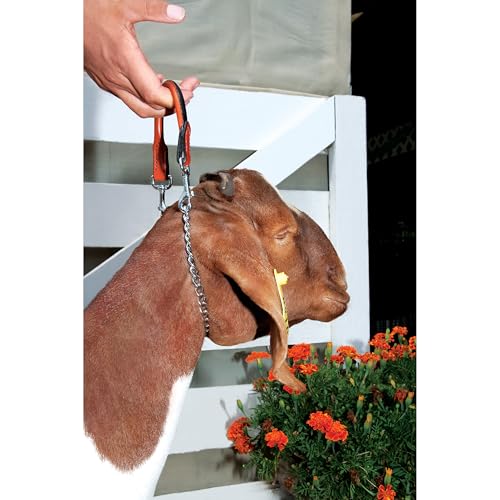Weaver Leather Chain Goat Collar