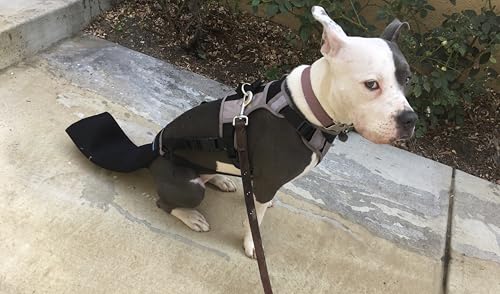 Tail Guard & Harness Set - Veterinary Dog Tail Protector & Injury Wrap, Size XXL - size: 2XL