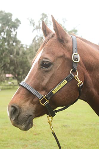 Tack Shack of Ocala Leather Halter for Horses with Customized Engraved Name Plate Option Halter for Horse | Brown/Brass, Black/Brass, Black/Chrome Options - size: Warmblood