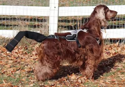 Tail Guard & Harness Set - Veterinary Dog Tail Protector & Injury Wrap, Size Large - size: L