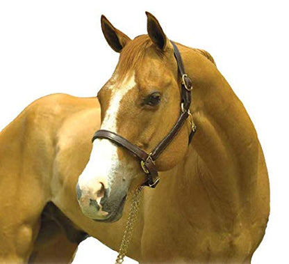 Tack Shack of Ocala Leather Draft Horse Halter | Brown Leather with Solid Brass Hardware | Throat Snap, Adjustable Chin, Double Stitched, Double Buckle Crown.