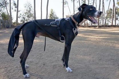 Tail Guard & Harness Set - Veterinary Dog Tail Protector & Injury Wrap, Size XXL - size: 2XL