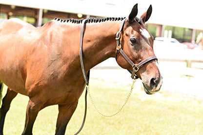 Huntley Equestrian Leather Lead with Chain (Fancy Stitched, Padded)