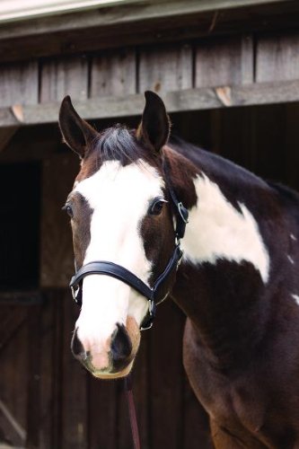 Perri's Soft Padded Leather Halter - color: Havana/Green, size: Cob