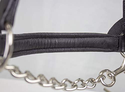 Derby Originals Premium Raised Padded Fancy Stitch Leather Cattle Show Halter with Matching Chain Lead - color: Black, size: Medium (650-1050lbs)