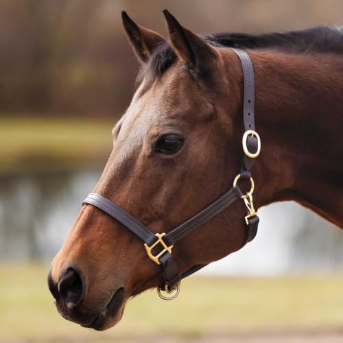 Country Pride Fairfield Triple Stitched Leather Halter - size: Large Hose