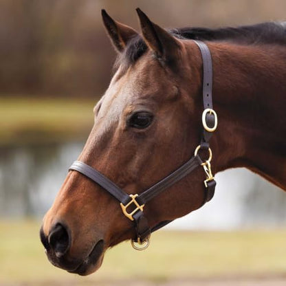Country Pride Fairfield Triple Stitched Leather Halter - size: Horse