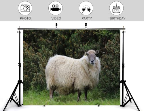 17x10ft Fabric Fluffy Wool Sheep Backdrop Single White Sheep Lush Green Bush Grass Bright Clear Blue Sky Background Tapestry Party Farm Animal Decorations Photo Booth Props - size: 17x10ft