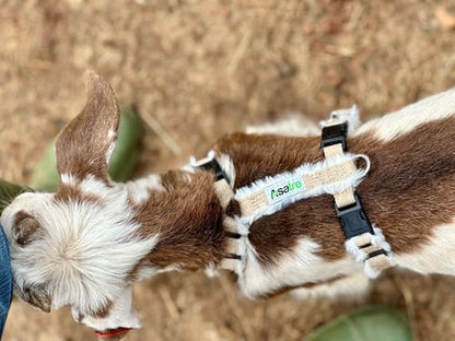 Asatre Goat Harness - Adjustable Livestock Harness - Small - size: Small