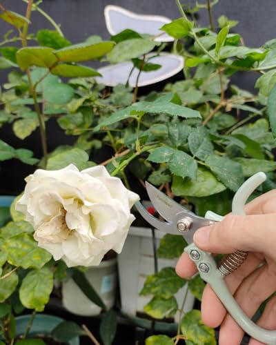 Fondwell 6" Small Bypass Pruners Garden Shears Plant Clippers for Gardening | 1-Pack Lightweight Pruning Shears, Rust Resistant, Comfortable Use - Best for Delicate Cutting Fresh Flower Stems Herbs Buds - color: Sage (Curved Blades)