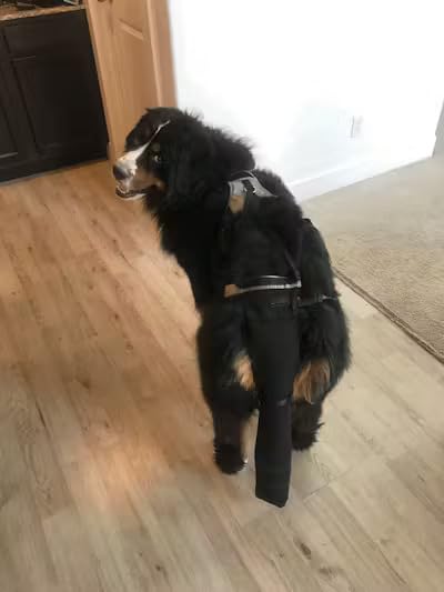 Tail Guard & Harness Set - Veterinary Dog Tail Protector & Injury Wrap, Size Bully-XL - size: Special-XL