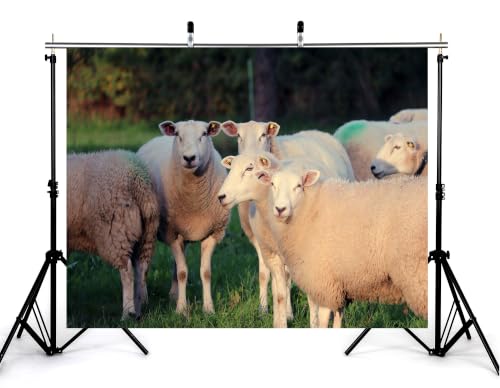 5x3ft White Wool Sheep Meadow Backdrop Fluffy Livestock Green Grass Pasture Soft Daylight Photography Background Tapestry Farm Animal Decorations Photo Booth Props - size: 5x3ft