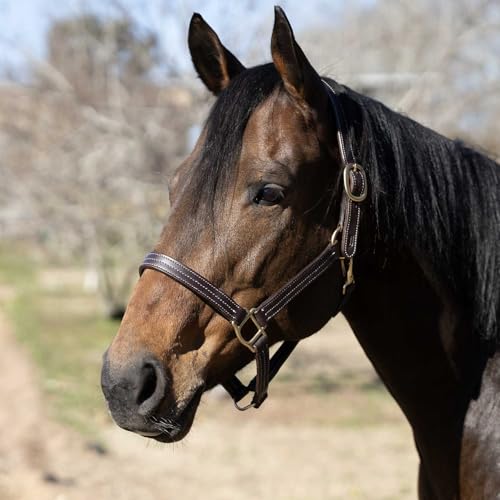 Jeffers Frankfort Triple Stitched Soft Leather Turnout Halter with Throat Snap for Horses - Adjustable Double Buckle Crown, Breakaway Ready Headcollar - size: Oversize