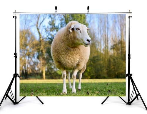 10x7ft Fabric Fluffy Wool Sheep Backdrop White Ewe Green Pasture Soft Daylight Blurred Wood Background Photography Background Tapestry Farm Animal Decorations Banner Photo Booth Props - size: 10x7ft