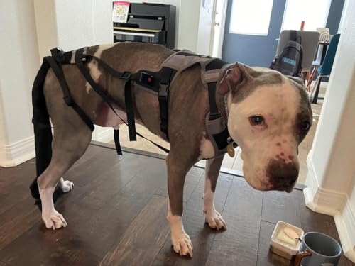 Tail Guard & Harness Set - Veterinary Dog Tail Protector & Injury Wrap, Size Bully-XL - size: Special-XL