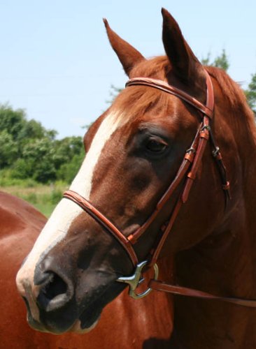 Everyday Raised Fancy Stitched Leather English Schooling Bridle with Laced Reins St. Steel Hardware with 1 Year Warranty. - color: Chestnut, size: Pony