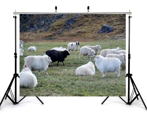 4x4ft Fabric Grass Highland Sheep Backdrop Fluffy White Wool Sheep Single Black Sheep Rocky Hill Pasture Countryside Photography Background Tapestry Party Rural Decorations Photo Props - size: 4x4ft