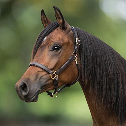 Premier Scottsdale Padded 3/4 Leather Halter for Horses | Luxury Meets Comfort for Your Horse | No-Rub Padded Design | Adjustable
