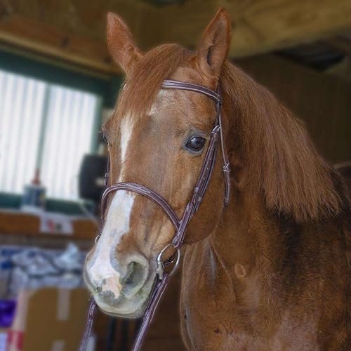 Everyday Raised Fancy Stitched Leather English Schooling Bridle with Laced Reins St. Steel Hardware with 1 Year Warranty. - color: Havana, size: Cob