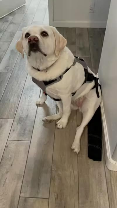 Large-Plus Happy Tail Protector for German Shepherd – Check Size Chart Image for FIT - size: L-PLUS