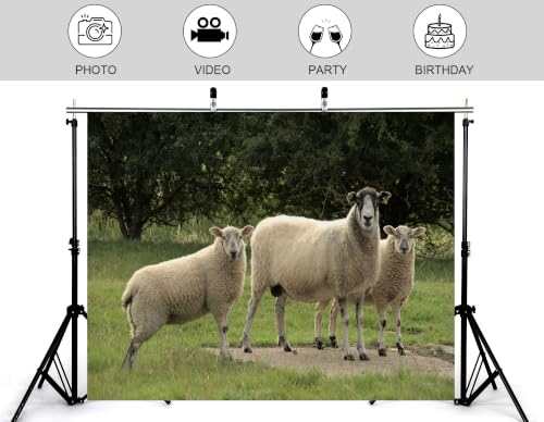 20x10ft Fabric Three Wool Sheep Backdrop White Fluffy Sheep Dark Leaf Tree Green Pasture Rural Farm Photography Background Tapestry Farm Animal Decor Photo Booth Props - size: 20x10ft