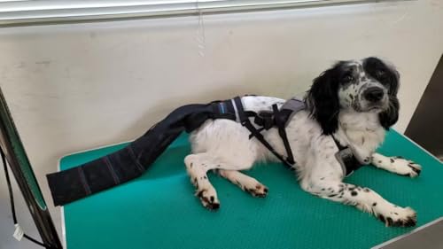 Tail Guard & Harness Set - Veterinary Dog Tail Protector & Injury Wrap, Size Small - size: S