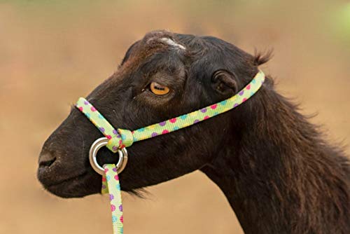 Extra Small - Sheep, Goat, Small Calf Adjustable Halter & Lead USA 250-700bs (Ice Blue)