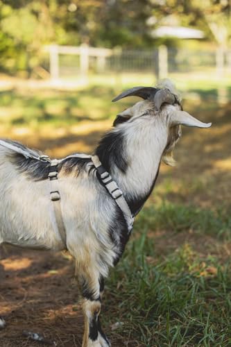 Asatre Goat Harness - Adjustable Livestock Harness - Medium - size: Medium
