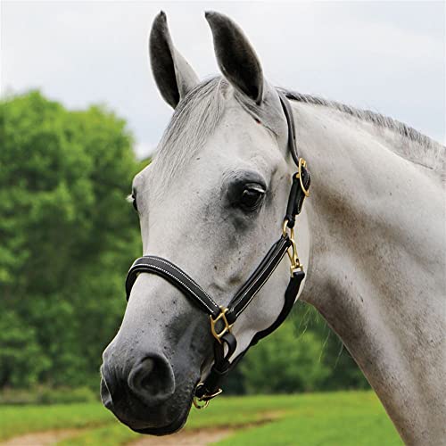 Billy Royal Scottsdale Padded 3/4 Leather Halter for Horses | Exceptional Comfort | Premium Grade A Leather | Adjustable Fit | Minimized Rubs | Enhanced Beauty - size: Full