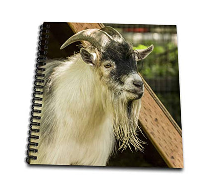 Memory Book 12 x 12 inch - Adult African Pygmy Goat. Animals - size: Memory Book 12 x 12 inch