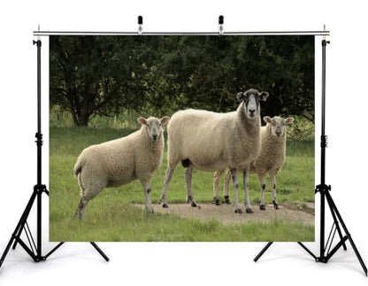 5x3ft Fabric Three Wool Sheep Backdrop White Fluffy Sheep Dark Leaf Tree Green Pasture Rural Farm Photography Background Tapestry Farm Animal Decor Photo Booth Props - size: 5x3ft