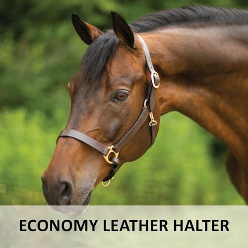 Dura-Tech Premier Lancaster Leather Halter for Horses | Simple Economy Leather Halter with Adjustable Fit & Solid Brass Hardware - size: Cob