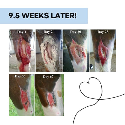Corazón Therapeutics Equine Wound Care Kit, 3-Part Treatment System with Salve, Spray and Oral Solution