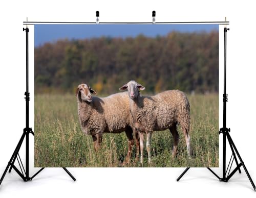 6x4ft Fabric Two Wool Sheep Backdrop Curly Light Fur Green Wild Grass Autumn Woodland Blur Background Photography Background Tapestry Farm Animal Portrait Photo Booth Props - size: 6x4ft