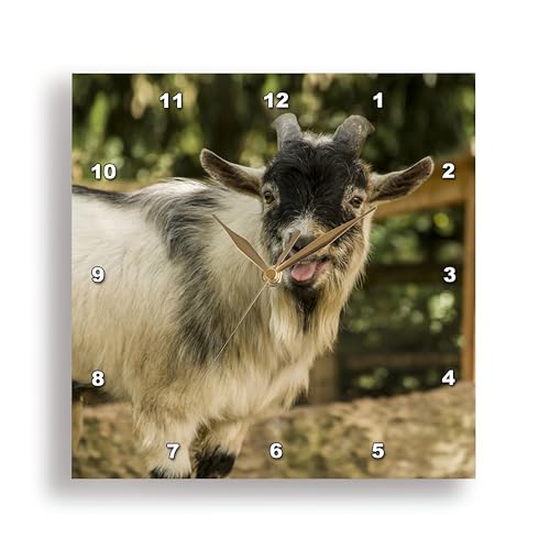3dRose African Pygmy Goat Calling. 10x10 Wall Clock