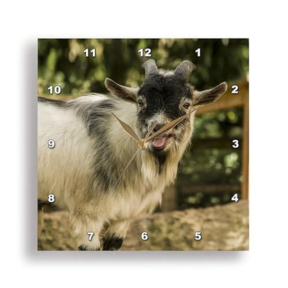 3dRose African Pygmy Goat Calling. 10x10 Wall Clock