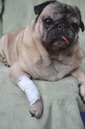 PawFlex Joint and Large Area Wound Bandages for Dogs Cats & Other Pets. Great for Leg Joint sprains and Tail Injuries! Non Adhesive Breathable Non-Slip Disposable Washable Value Pack (Small 20pk) - size: Small 20pk