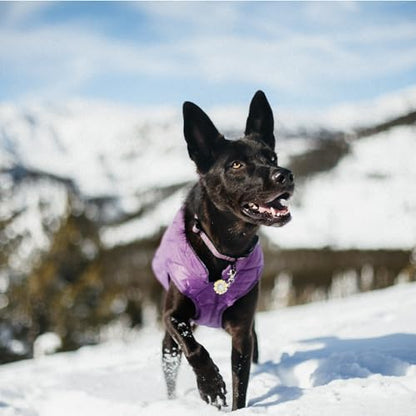 Kurgo Loft Dog Jacket, Deep Violet, Extra Small - color: Deep Violet/Charcoal, size: Extra Small