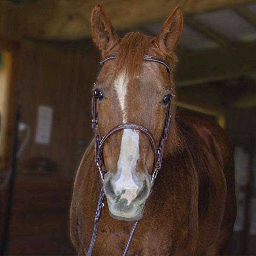 Everyday Raised Fancy Stitched Leather English Schooling Bridle with Laced Reins St. Steel Hardware with 1 Year Warranty. - color: Chestnut, size: Pony