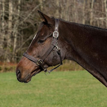 Henri de Rivel Pro Fancy Padded Rolled Throat Triple Stitched Halter - color: Australian Nut