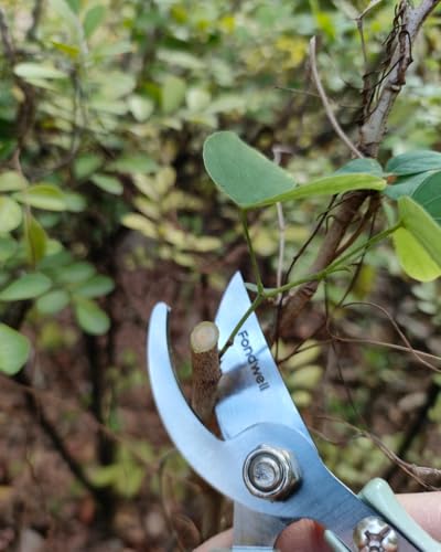 Fondwell 6" Small Bypass Pruners Garden Shears Plant Clippers for Gardening | 1-Pack Lightweight Pruning Shears, Rust Resistant, Comfortable Use - Best for Delicate Cutting Fresh Flower Stems Herbs Buds - color: Sage (Curved Blades)