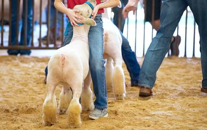 Show FresH2O Livestock Water Treatment for Drinking Water - Effectively Eliminates Chlorine & Removes Related Odor in Drinking Water, Easy to Use, Treats Up to 150 Gallons of Chlorinated Water - 16oz - size: 16 oz