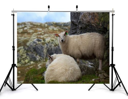20x10ft Fabric Highland Sheep Backdrop Two Fluffy White Wool Sheep Mossy Grey Rock Grass Hill Countryside Photography Background Tapestry Party Farm Animal Decorations Photo Booth Props - size: 20x10ft