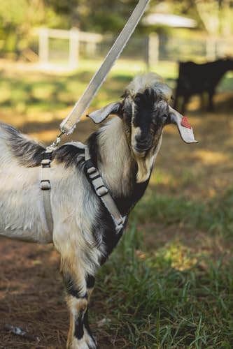 Asatre Goat Harness - Adjustable Livestock Harness - Medium - size: Medium