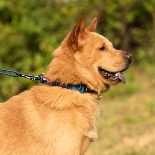 Hyhug Martingale Collar for Dogs Small Blue |Escape - Proof Heavy Duty Nylon Durable No Buckle, Ideal for Training & Daily Walks | Heavy-duty nylon delivers gentle control for puppies. Ideal for training and park walks. Adjustable, comfortable, and secure