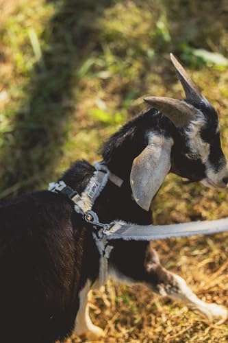 Asatre Goat Harness - Adjustable Livestock Harness - Small - size: Small