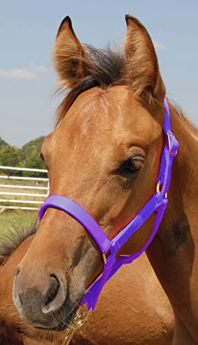 Jeffers Equine Nylon Pony Halter – Heavy Duty 2 Ply Adjustable Design with 3/4" Webbing & Cast Hardware, Secure Fit for Stable Tack, Training, & Barn Use, Pairs with Blanket - color: Purple, size: Pony - Up to 300 lbs