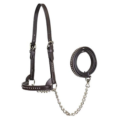 Derby Originals New and Improved Premium Show Spotted Flat Leather Cattle Show Halter with Matching Chain Lead - color: Havana, size: Small (350-700lbs)