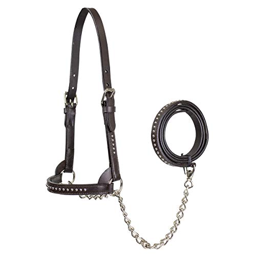 Derby Originals New and Improved Premium Show Spotted Flat Leather Cattle Show Halter with Matching Chain Lead - color: Havana, size: Large (950lbs-1500lbs)