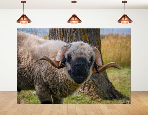 4x4ft Fabric Black Faced Sheep Backdrop Curly Wool Sheep Farm Animal Portrait Photography Background Tapestry Party Farm Scene Home Wall Decorations Banner Photo Booth Props - size: 4x4ft